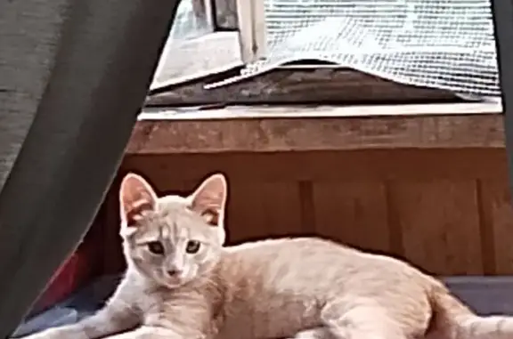 Котёнок найден, Мироновская ул., Москва