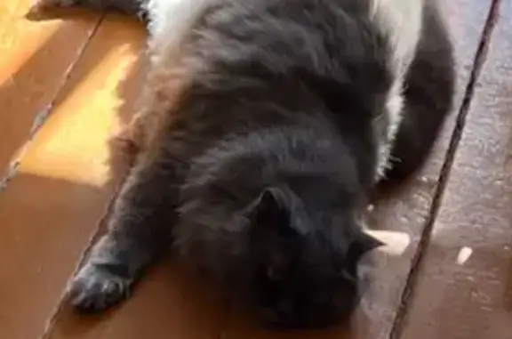 Кошки потеряшки, Ибресинский район, фото: Потеряшка кот Арчи, ул. Энгельса 53, Ибреси