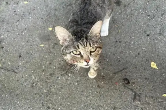 Кошка найдена, ул. Карташова, Томск