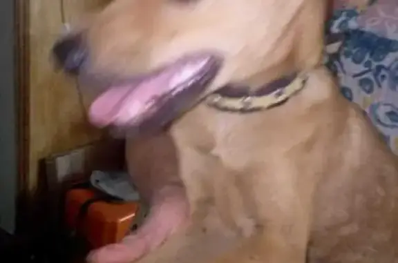 Найдена собака, Анапская, фото: Найдена собака, Октябрьская ул., 29, Анапская