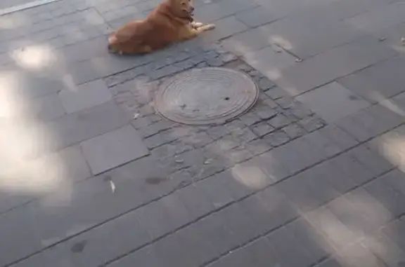 Собака найдена: Малая Пироговская, 25