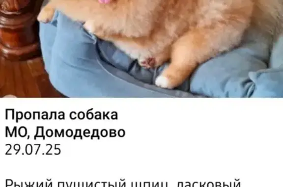 Пропала собака, Домодедово, МО
