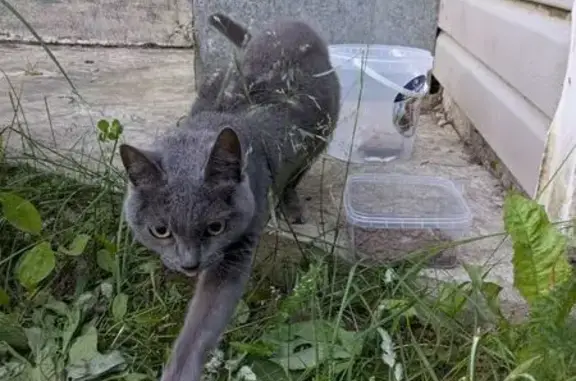 Найдена кошка, Приводино, фото: Кошка найдена: ул. Дудникова, 33, Приводино