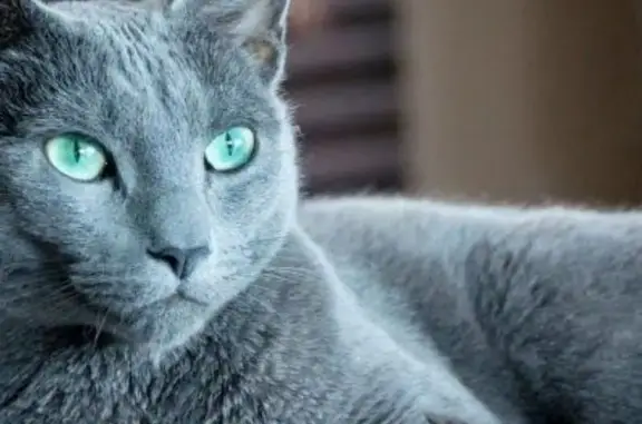 Кошки потеряшки, Железногорск, фото: Потеряшка кошка, ул. Королёва 13, Железногорск