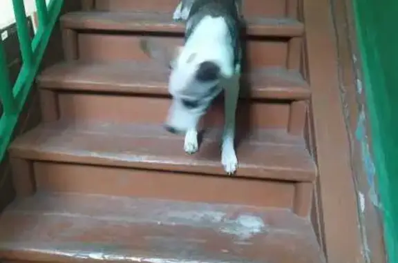 Собаки потеряшки, Кармаскалы, фото: Потеряшка собака, Кармаскалы, Уральская 21