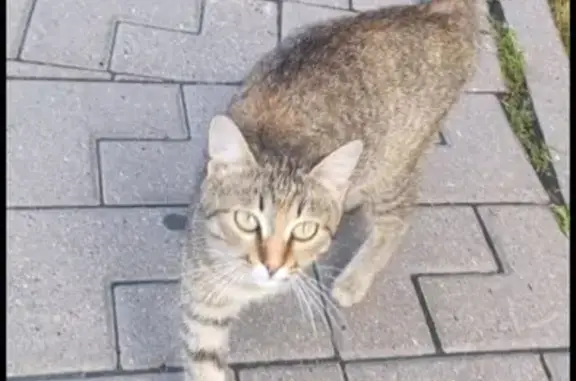 Найдена кошка, Домодедово, фото: Кошка найдена: ул. Кирова, 7 к1, Домодедово