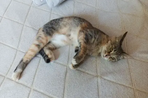 Кошка найдена на Первомайской, Йошкар-Ола