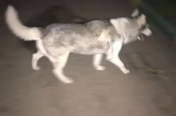 Хаски найдена, ул. Акад. Баха, 5, НН