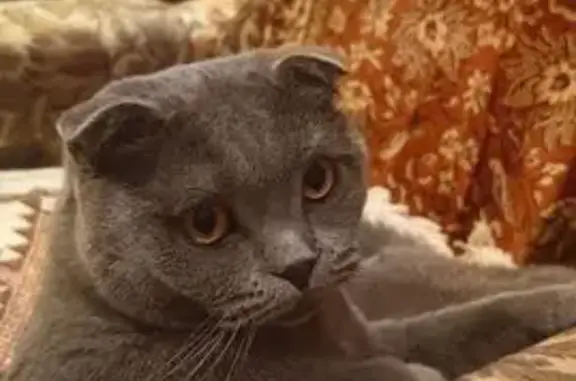 Пропала кошка в Усть-Пинеге, Архангельск