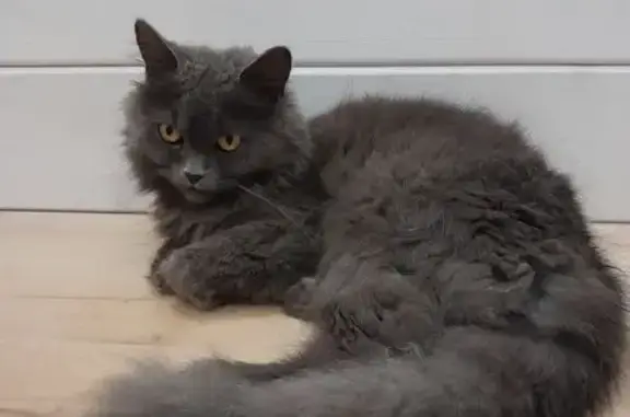 Найдена кошка, Нижняя ул., Гостилицы