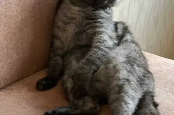 Кошки потеряшки, Луховка, фото: Потеряшка кошка, Заводская ул. 5, Луховка