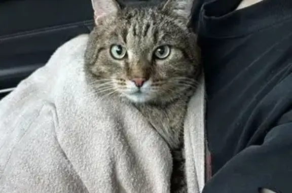 Крупный кот найден на ул. 50 лет Октября, 32