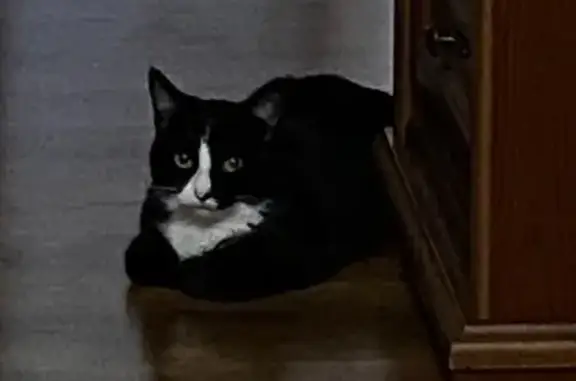 Кошки потеряшки, Оренбург, фото: Потеряшка кошка, Восточная ул. 17, Оренбург