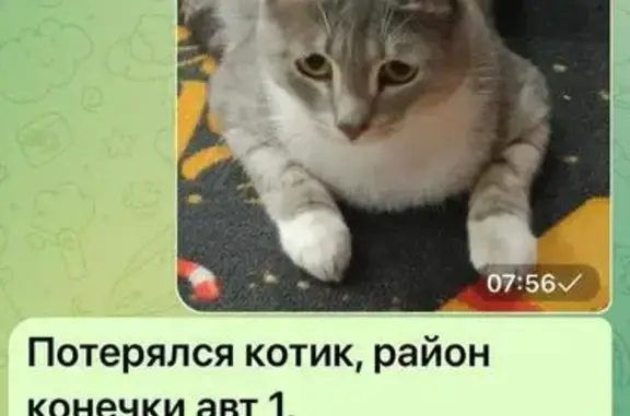 Кошки потеряшки, Ачинск, фото: Потеряшка кошка, Трудовой пер., 62, Ачинск