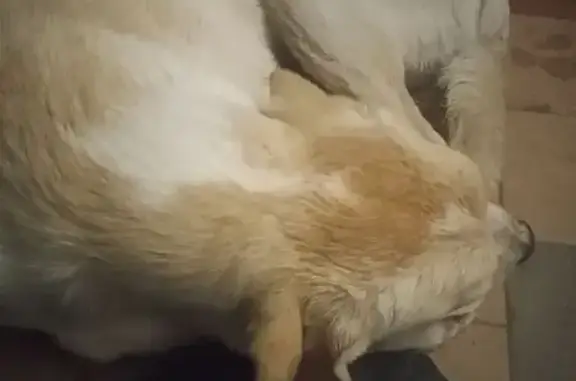 Объявления о пропавших и найденных животных, Биробиджан, фото: Собака найдена: пл. Дружбы, Биробиджан