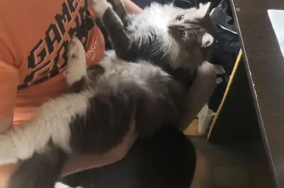 Кошки потеряшки, Мурманск, фото: Потеряшка серый кот, Кольский пр. 174 к1, Мурманск