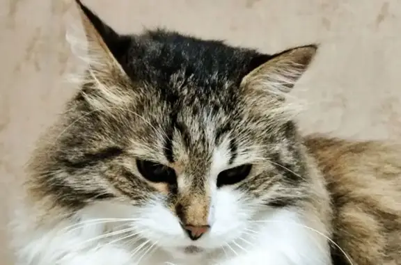 Кошки потеряшки, Краснознаменск, фото: Потеряшка кошка, ул. Победы, 22, Краснознаменск