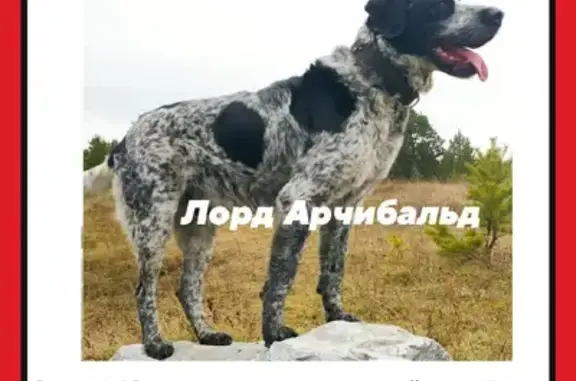 Пропала собака, Первоуральск, Свердловск.