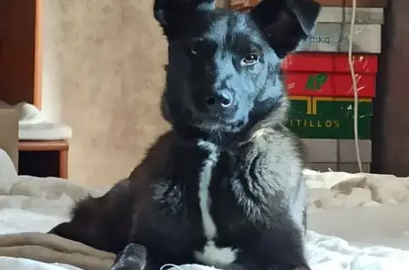 Собаки потеряшки, Лабинск, фото: Потеряшка собака на Кордонной, 28, Лабинск