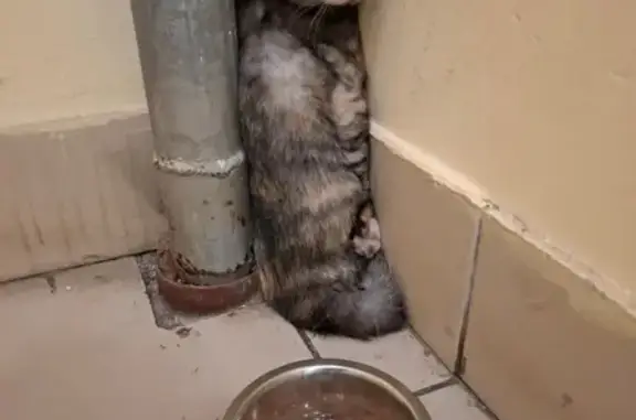 Кошка найдена у лифта на Щелковском, 66