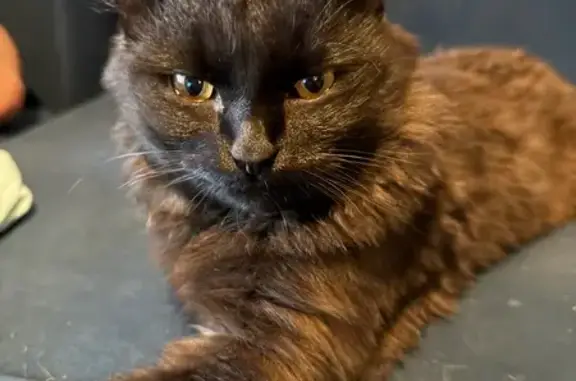 Кошка найдена, ул. Папанина 5, Екатеринбург