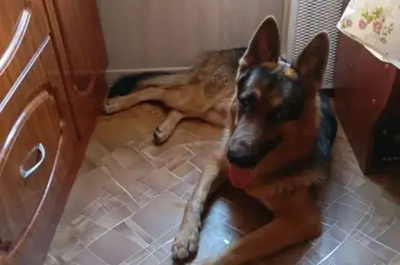 Найдена собака, Киселевка, фото: Найдена овчарка: Луговая ул., 4А, Киселевка