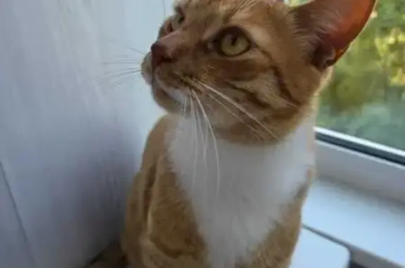 Кошки потеряшки, Санкт-Петербург, фото: Потеряшка рыжая кошка, Северный пр., СПб