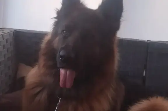 Собаки потеряшки, Плеханово, фото: Потеряшка собака, Заводская ул., Плеханово