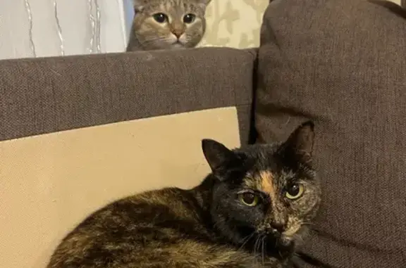 Кошка найдена на Пушкина, 33/1, Сургут