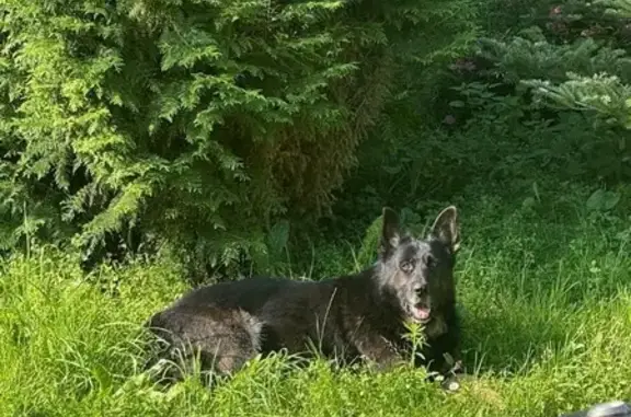 Собаки потеряшки, , фото: Потеряшка овчарка, Нестерово, А-108