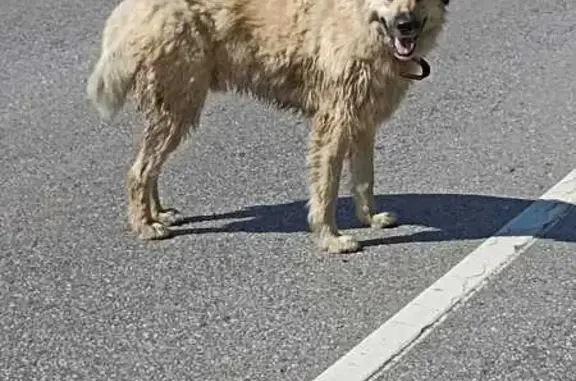 Собака найдена: МО, 46Н-11405