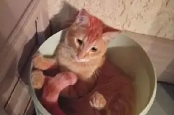 Кошки потеряшки, Санкт-Петербург, фото: Потеряшка кошка на Дыбенко, 23 к3, СПб