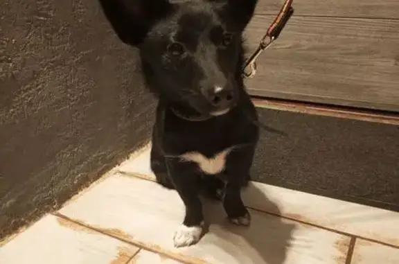 Найдена собака, Санкт-Петербург, фото: Найдена собака, Подвойского 34 к2, СПб