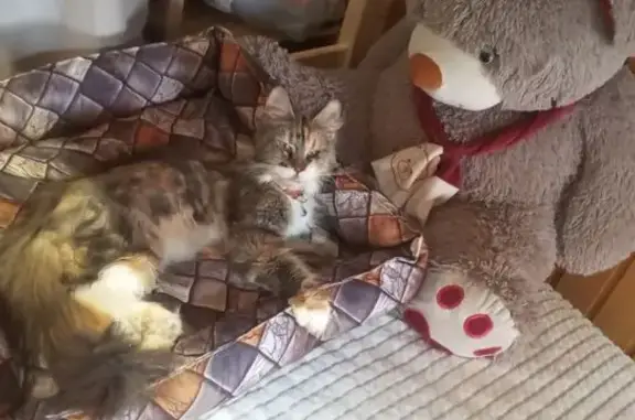Пропала кошка, Химки