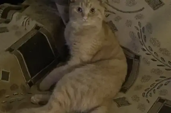 Кошки потеряшки, , фото: Потеряшка кошка, ул. Нахимова, 40, Грязи