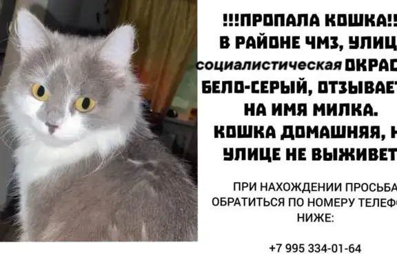 Пропала кошка, Социалистическая 30, Челябинск