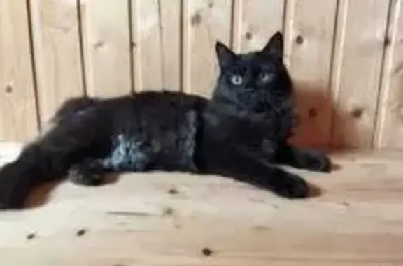 Кошки потеряшки, Челябинская область, фото: Потеряшка кошка без хвоста, Златоуст