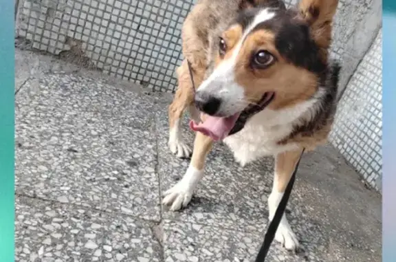 Собака найдена: Н.Новгород, ул. Гагарина