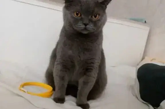 Пропала кошка, ул. Блока, 4, Солнечногорск