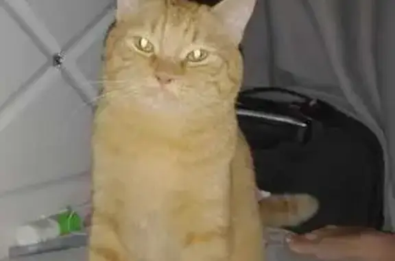 Кошки потеряшки, Кемерово, фото: Потеряшка кошка Мурзик, пр. Ленина 65Б