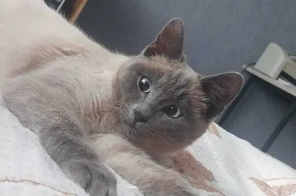 Кошки потеряшки, , фото: Потеряшка кошка, ул. Ф. Ярового, Михайловское