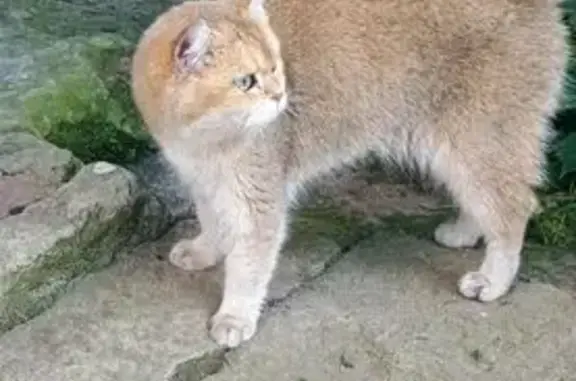 Найдена кошка, , фото: Кошка найдена, б-р Профсоюзов, 5 к4