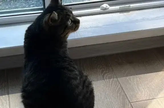 Кошки потеряшки, Шерегеш, фото: Потеряшка кот на Звёздной 25, Шерегеш