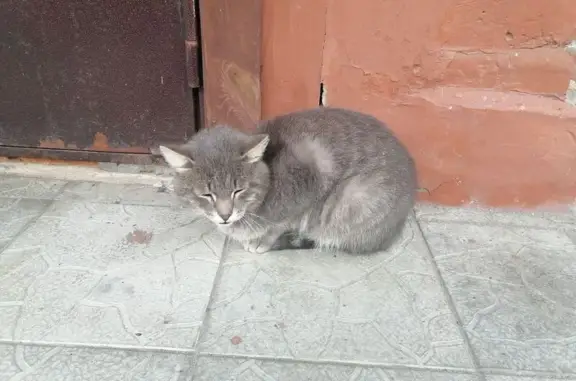 Найдена кошка, Шадринск, фото: Кот найден у травмпункта, Либкнехта 8