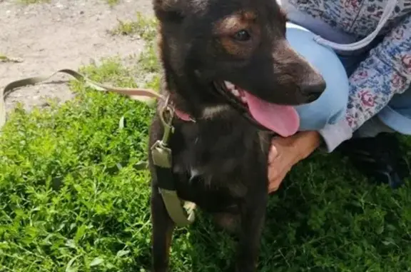 Найдена собака, б-р Архитекторов, Омск