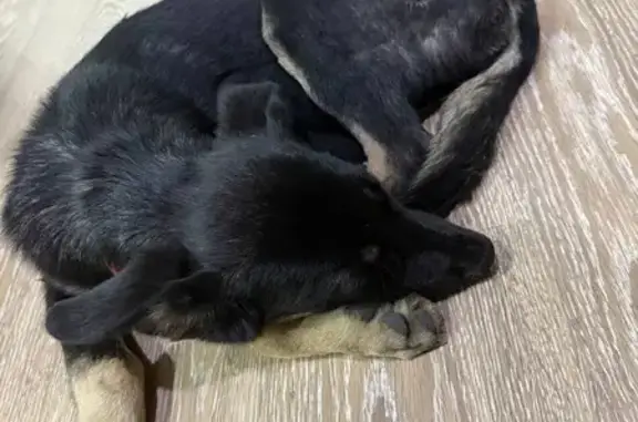 Найдена собака, Астрахань, фото: Найдена собака, ул. Татищева, 23, Астрахань