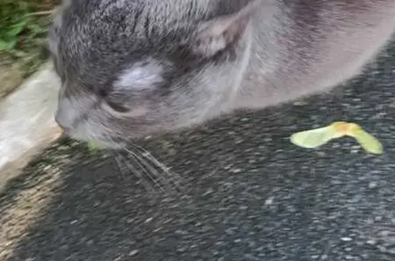 Найдена кошка, Жуковский, фото: Кошка найдена, ул. Маяковского, 22, Жуковский