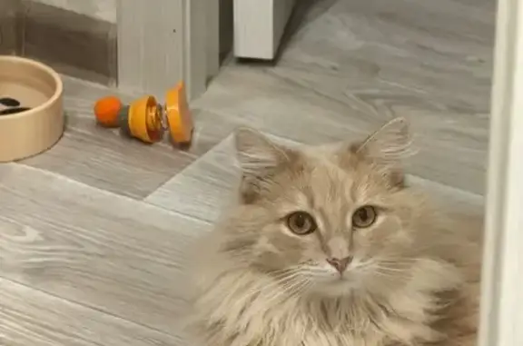 Пропала кошка, ул. Гризодубовой, 11