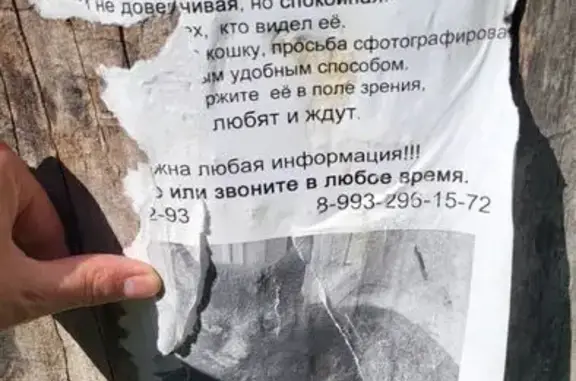 Найдена кошка, Воронеж, фото: Кошка найдена в парке Динамо, Воронеж