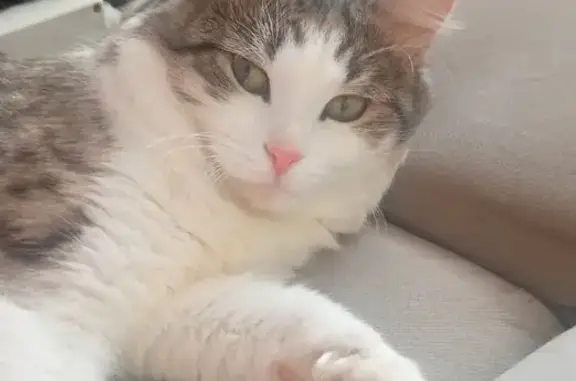 Потерянные животные Воткинск, фото: Пропала кошка, ул. Серова, 8, Воткинск